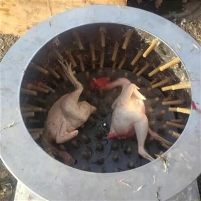 Chicken Plucker Machine - 새로운 메추라기 비둘기 제모기 깃털 뽑는