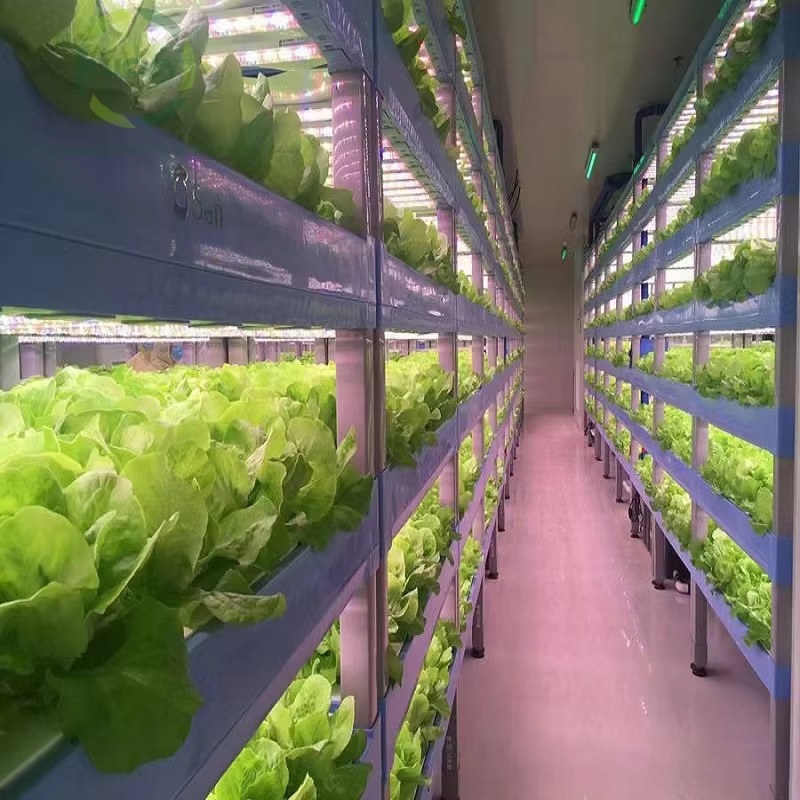 맞춤형 농업용 온실 수경재배 컨테이너 시스템 수직 농업 - Agriculture Vertical Farming 리뷰 및 가격