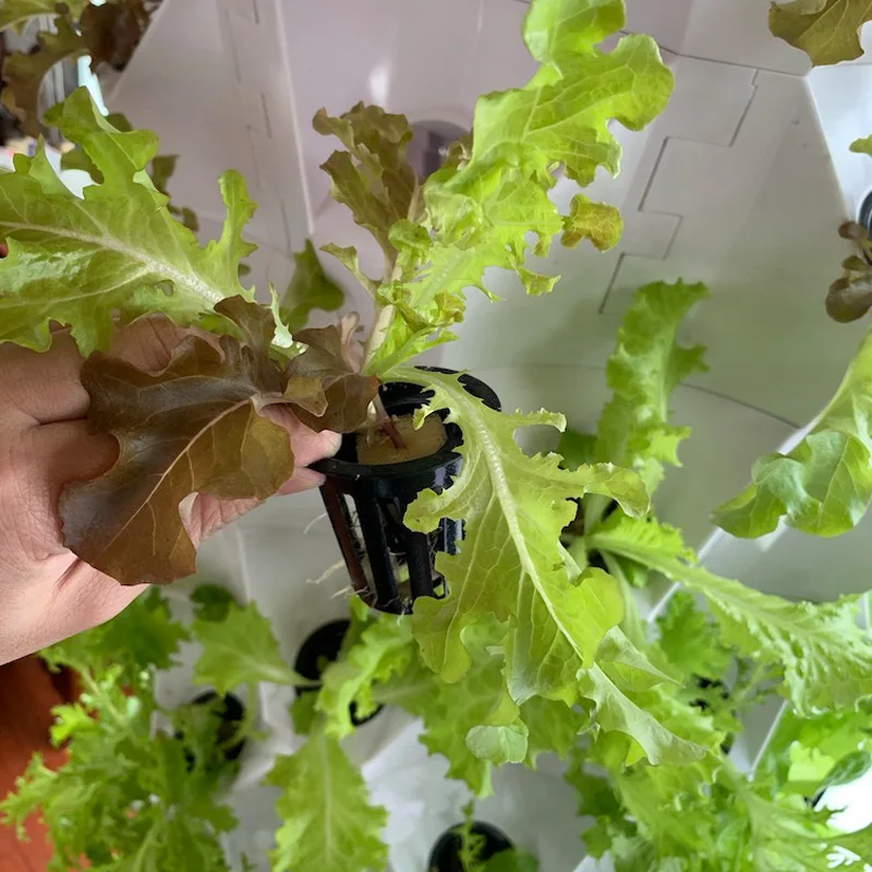 농업용 온실 수직 농업 에어로포닉스 시스템 수경 재배  - Agriculture Vertical Farming 리뷰 및 가격