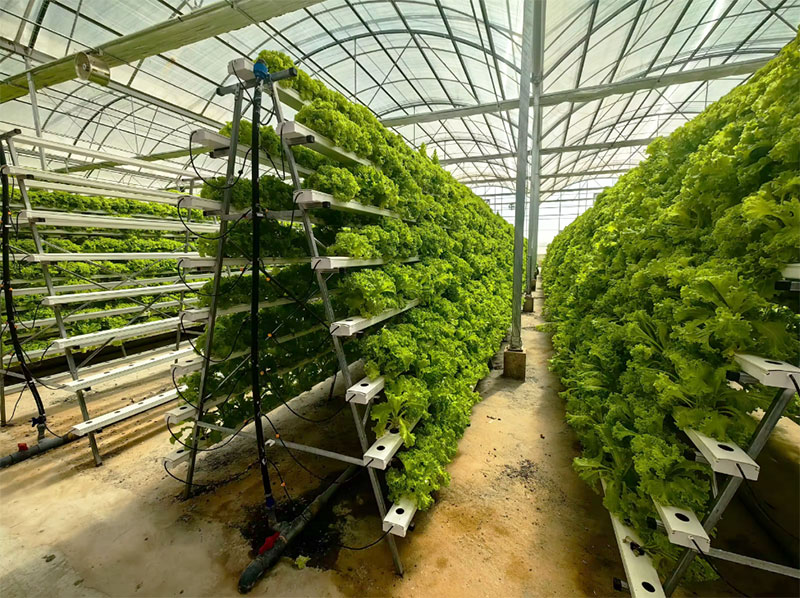 농업용 온실 상추 NFT 수경재배 시스템 수직 수경재배 - Agriculture Vertical Farming 리뷰 및 가격