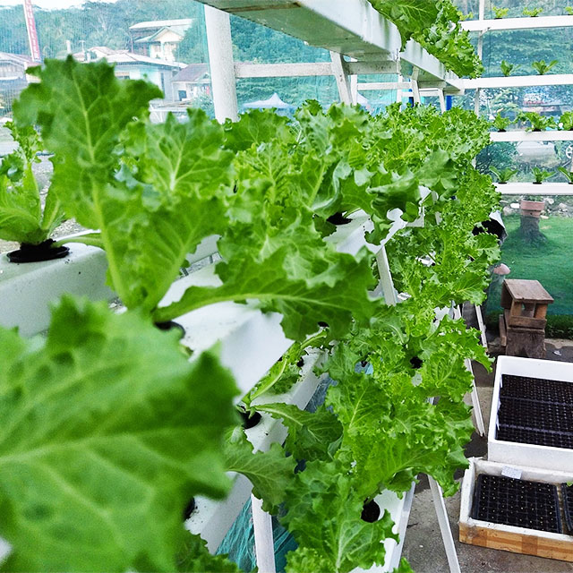 농업용 온실 상추 NFT 수경재배 시스템 수직 수경재배 - Agriculture Vertical Farming 리뷰 및 가격